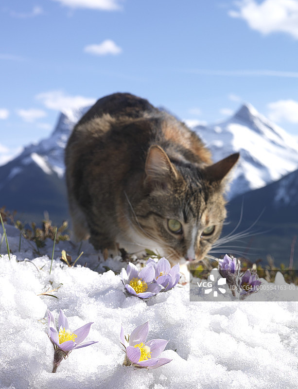 猫在雪中嗅白头翁花(白头翁)，特写图片素材