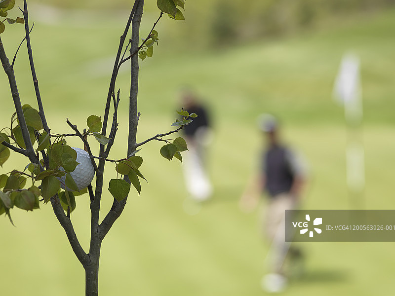 树上的高尔夫球，特写图片素材