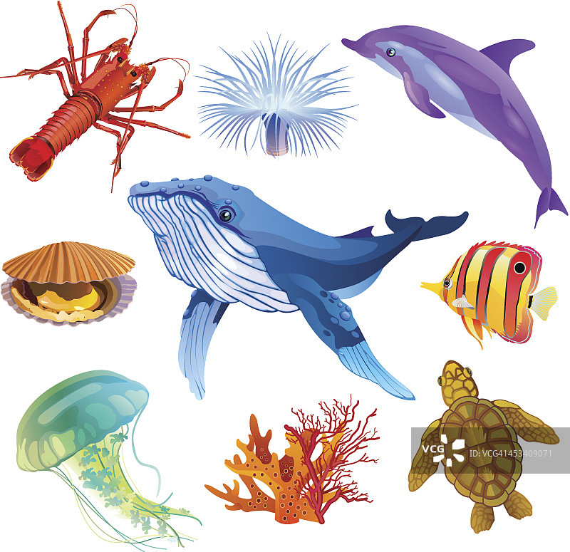 海洋动物图片素材