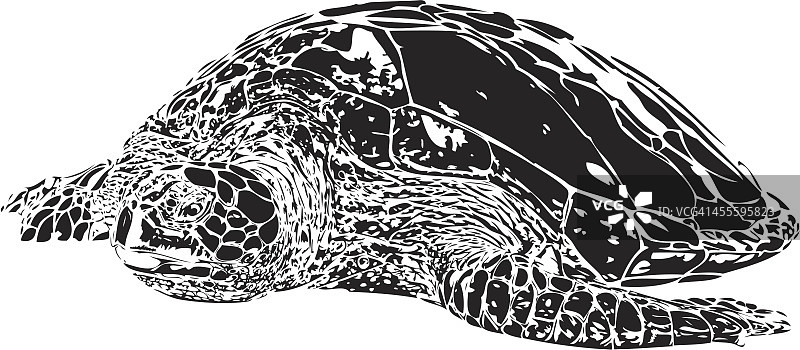 绿海龟黑与白图片素材