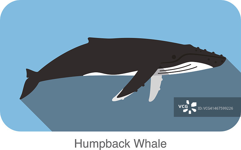 座头鲸在海里游泳，动物的图标图片素材
