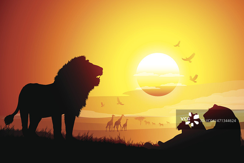 日落时分，草原上非洲狮的侧影图片素材