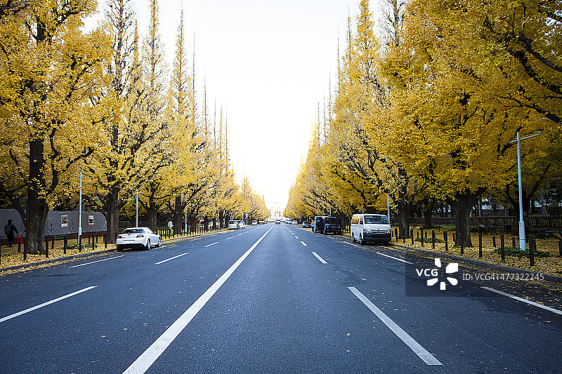东京，伊调并木，银杏大道。秋天图片素材