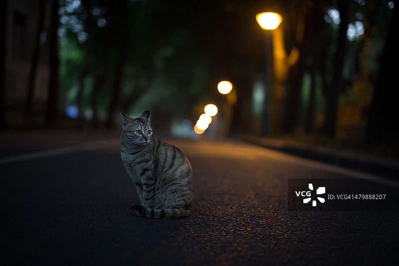 夜里无家可归的猫图片素材