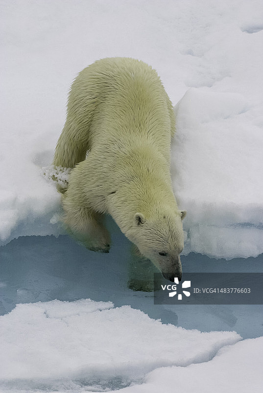 北极熊正在检查水域图片素材