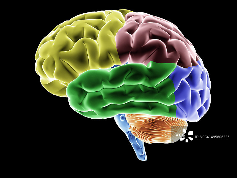 大脑，各种脑区以颜色突出，神经学、思维、知识、记忆、解剖学、智力、3D插图的概念图像图片素材