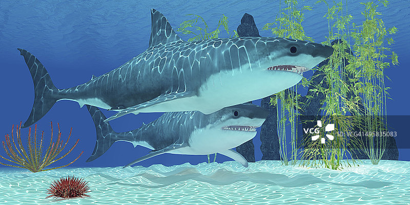 巨齿鲨是史前海洋中已经灭绝的巨齿鲨，体长20.3米或67英尺。图片素材