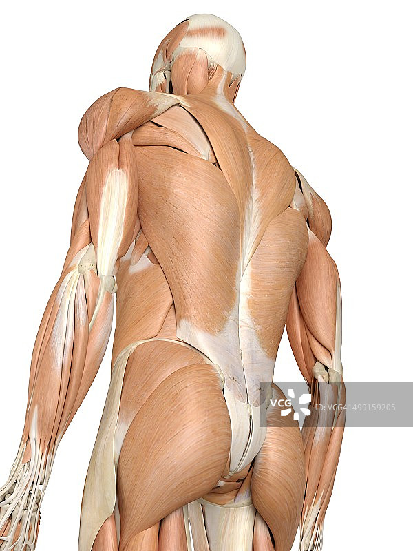 人体背部肌肉，艺术品图片素材