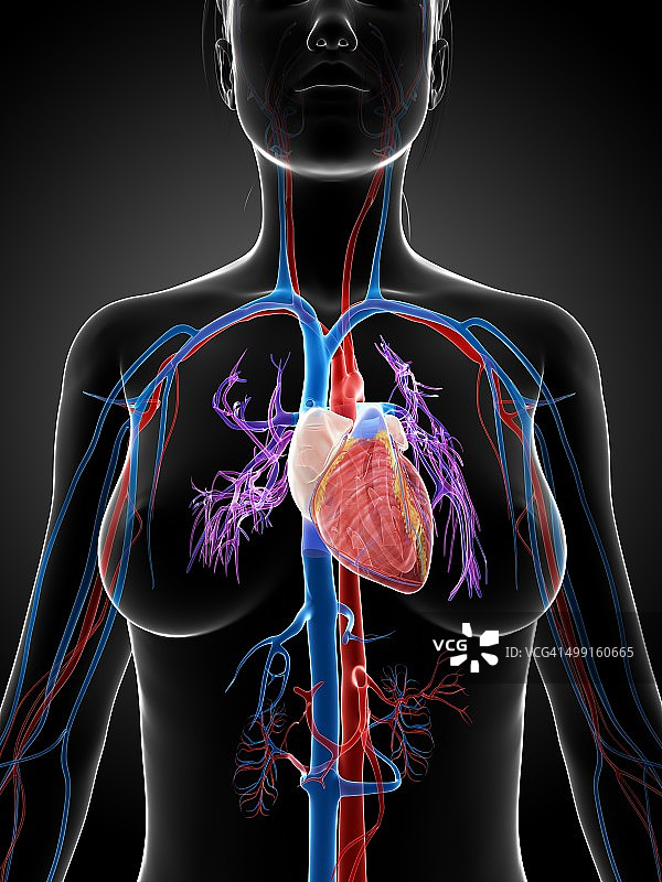 女性血管系统，插图图片素材