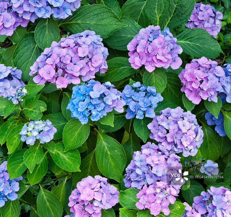 绣球花或荷花紫色和蓝色的花图片素材