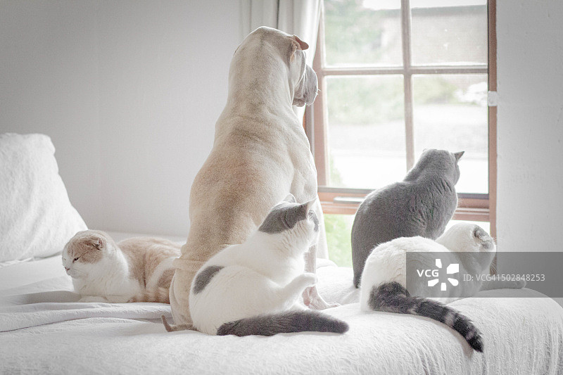 狗和四只猫往窗外看图片素材