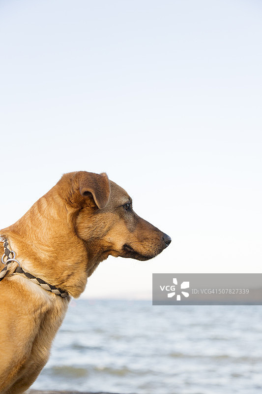 侧面肖像的狗凝视着大海图片素材