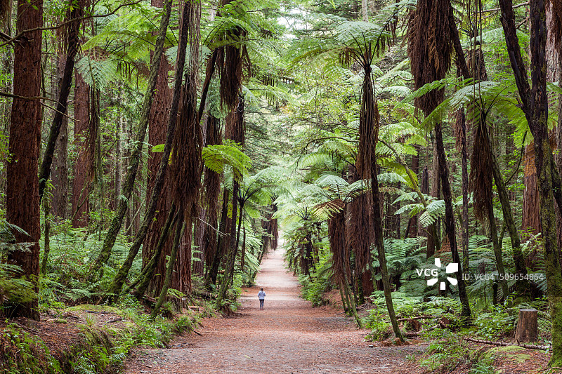 在新西兰罗托鲁瓦的红木森林里奔跑的女人图片素材