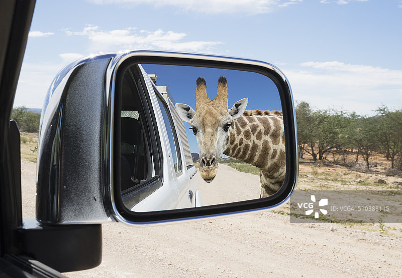 长颈鹿看着汽车的后视镜图片素材