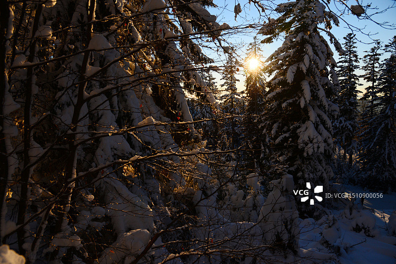日落时分的白雪森林图片素材