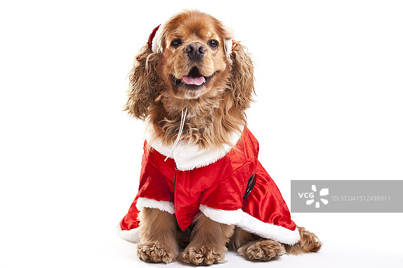美国可卡犬圣诞狗图片素材