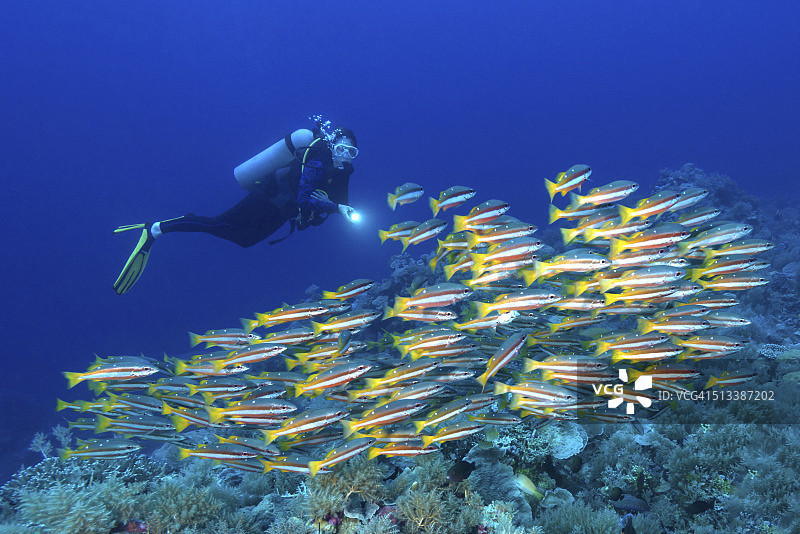 鲷鱼和潜水员——帕劳，密克罗尼西亚图片素材