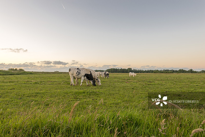 荷兰田间的弗里斯兰奶牛图片素材