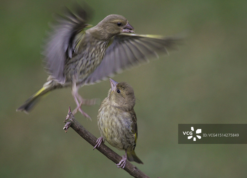 一只小金翅雀幼鸟和另一只飞到高处栖息。图片素材