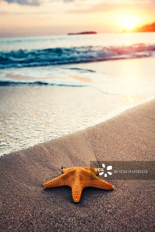 海滩上的海星图片素材