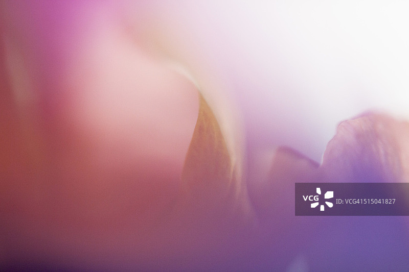 微距拍摄的粉红色和紫色的花在白色的背景图片素材