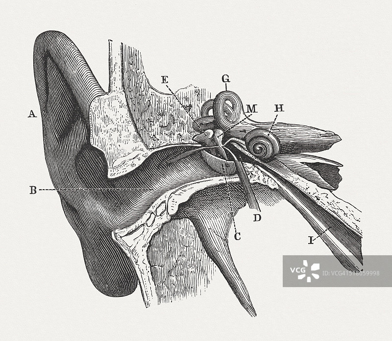 人耳，木刻，1880年出版图片素材