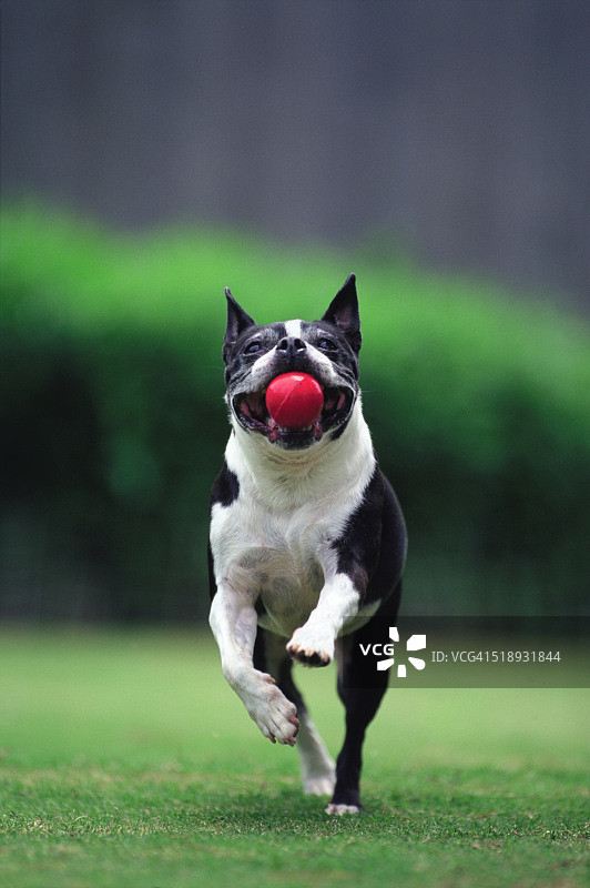 波士顿猎犬与球赛跑图片素材