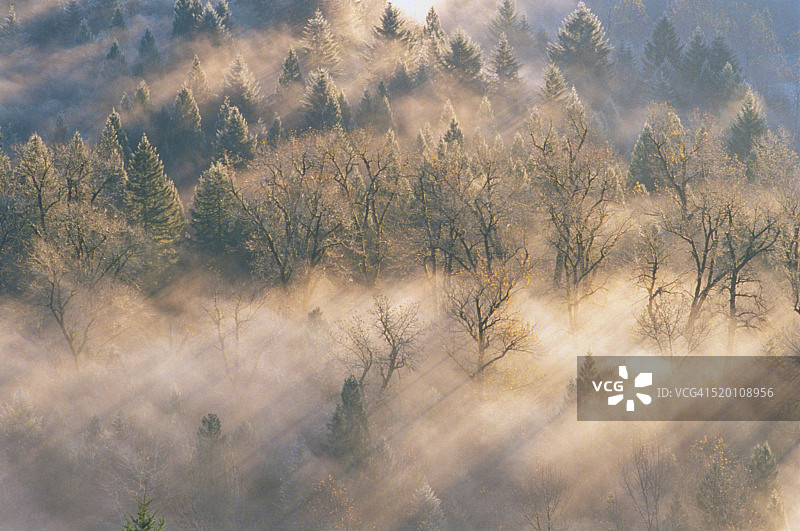 阳光照耀森林中的低雾图片素材