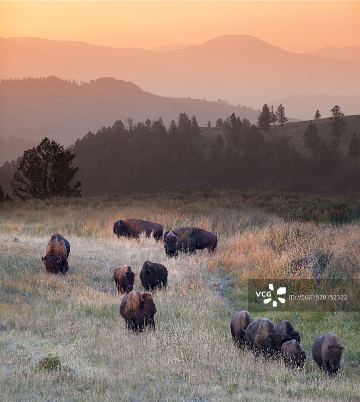 美国，怀俄明州，黄石国家公园，一群野牛在田野上吃草图片素材