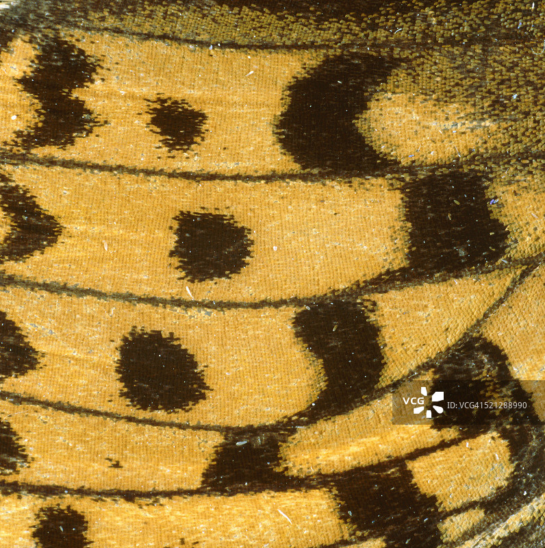 珍珠母蝴蝶的翅膀图片素材