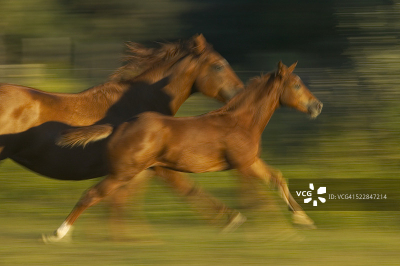 母马和小马一起奔跑图片素材