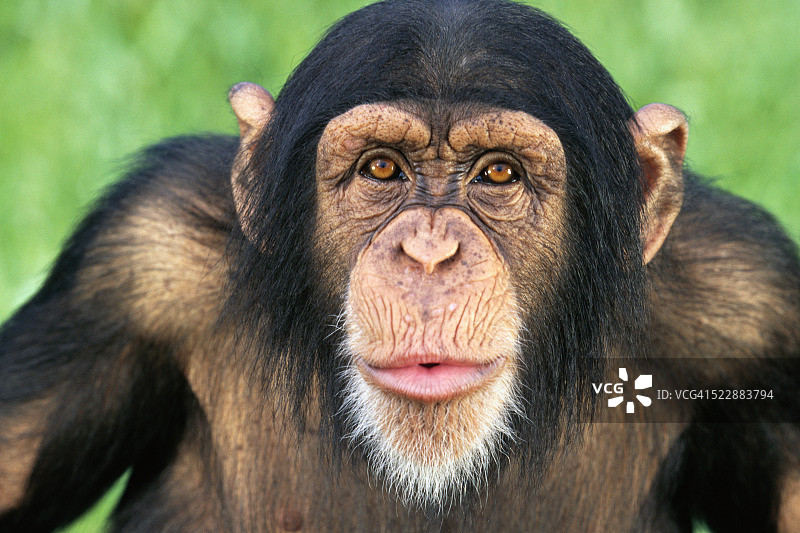 黑猩猩寻找图片素材