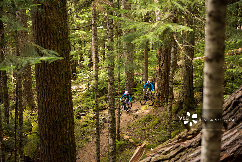 一对夫妇在一片古老的森林里骑自行车图片素材