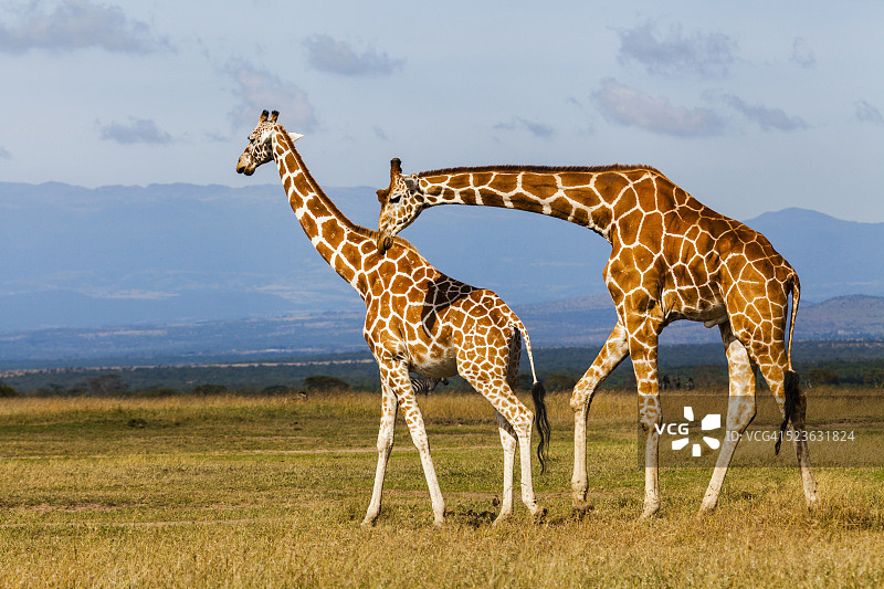 肯尼亚大草原上的一对长颈鹿图片素材