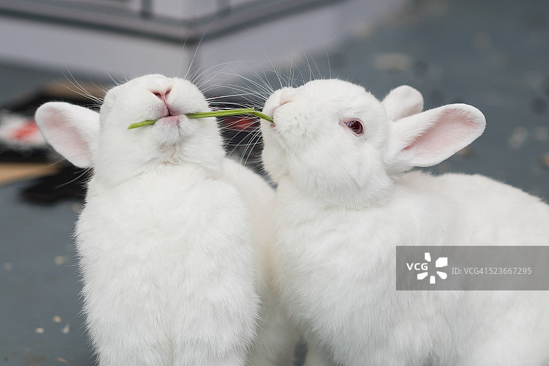 兔子分享一根茎图片素材