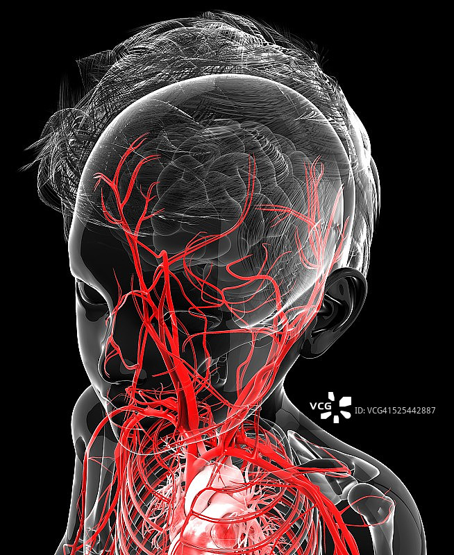 人体血管系统，艺术品图片素材