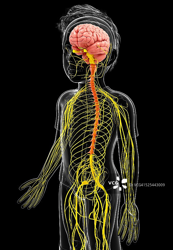 人类神经系统，艺术品图片素材
