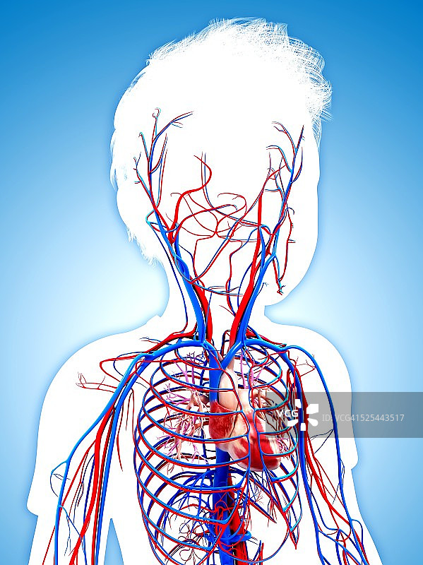 人体心血管系统，艺术品图片素材
