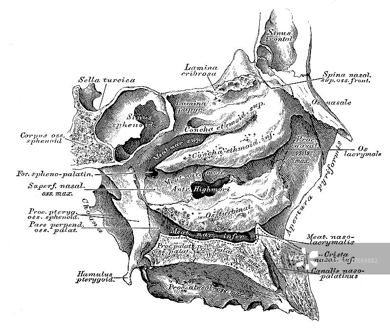 人体解剖学科学例证:鼻腔图片素材