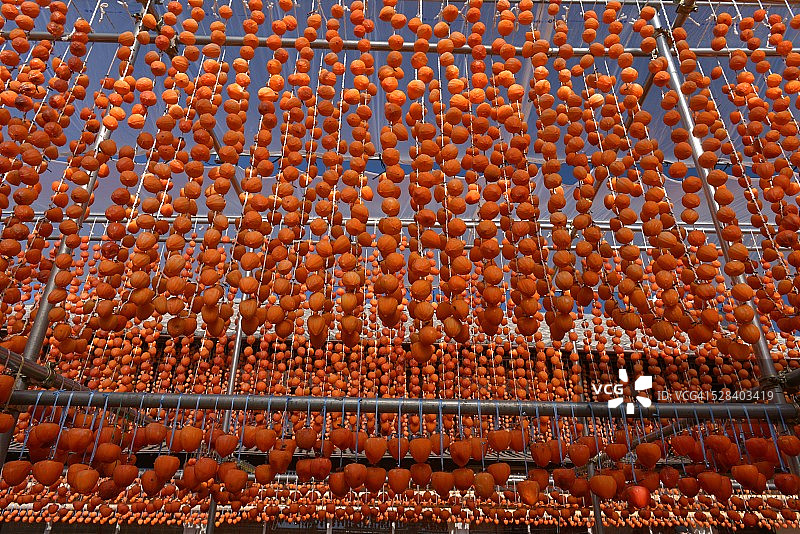 柿子丰收的季节图片素材