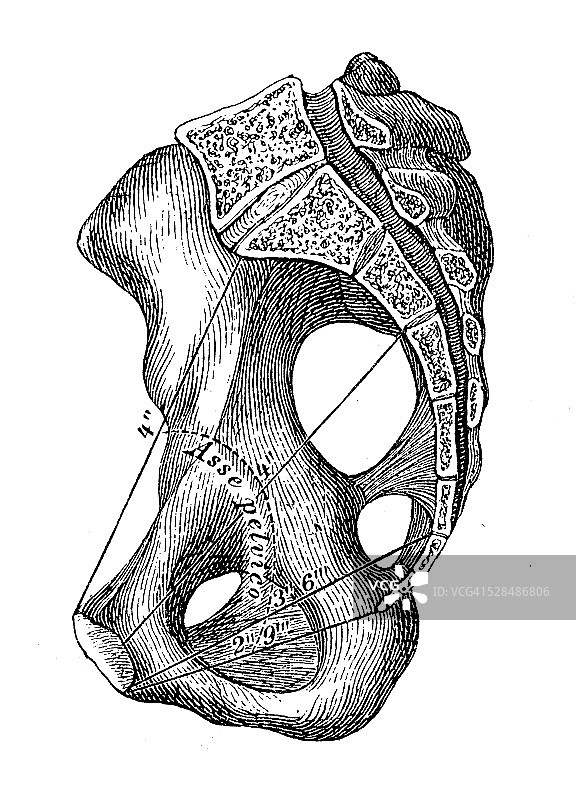 人体解剖学科学例证:骨盆(男性)图片素材