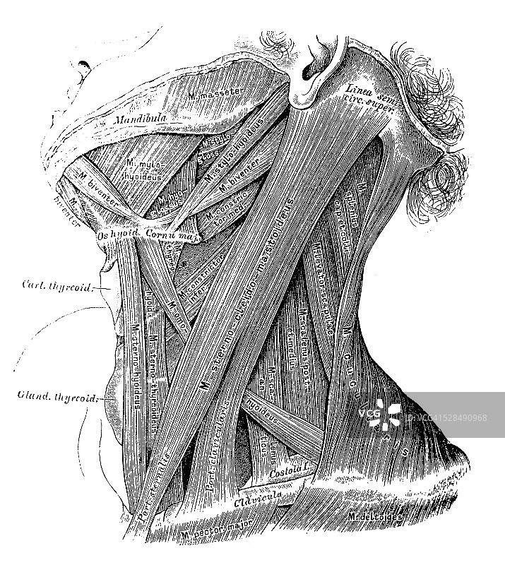 人体解剖学科学例证:颈部肌肉图片素材