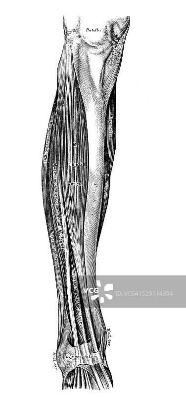 人体解剖学科学说明:腿部肌肉图片素材