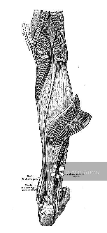 人体解剖学科学说明:腿部肌肉图片素材