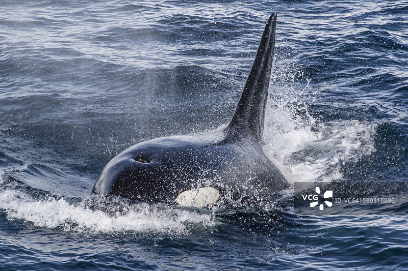 成年公牛型虎鲸(Orcinus orca)在杰拉赫海峡，南极洲，极地地区图片素材