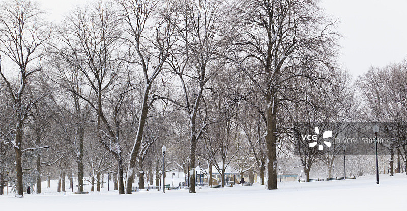 暴风雪期间，美国马萨诸塞州萨福克郡波士顿公园里的树木图片素材