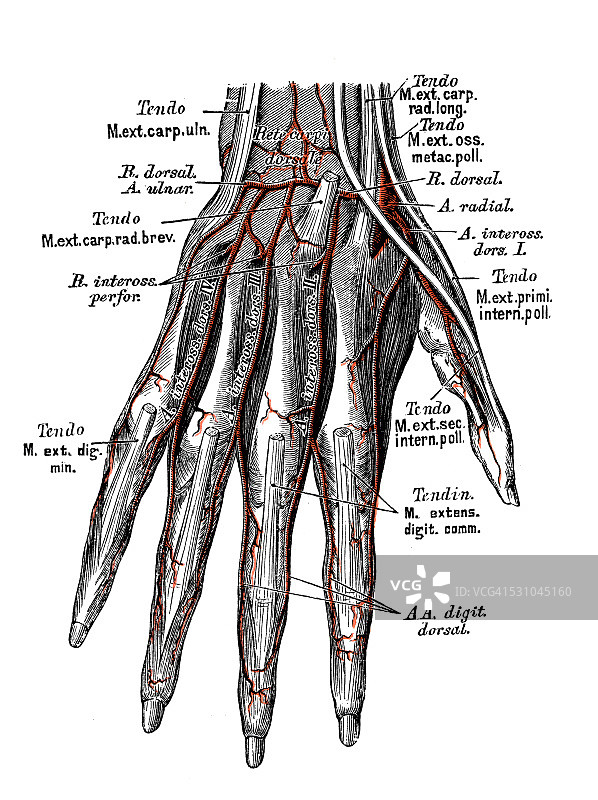 人体解剖学科学说明:手动脉图片素材