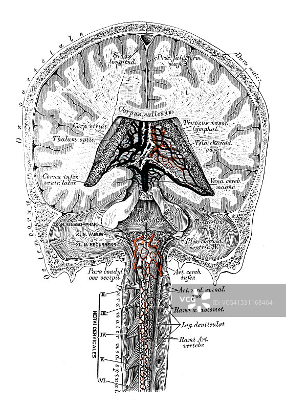 人体解剖学科学说明:头部静脉图片素材