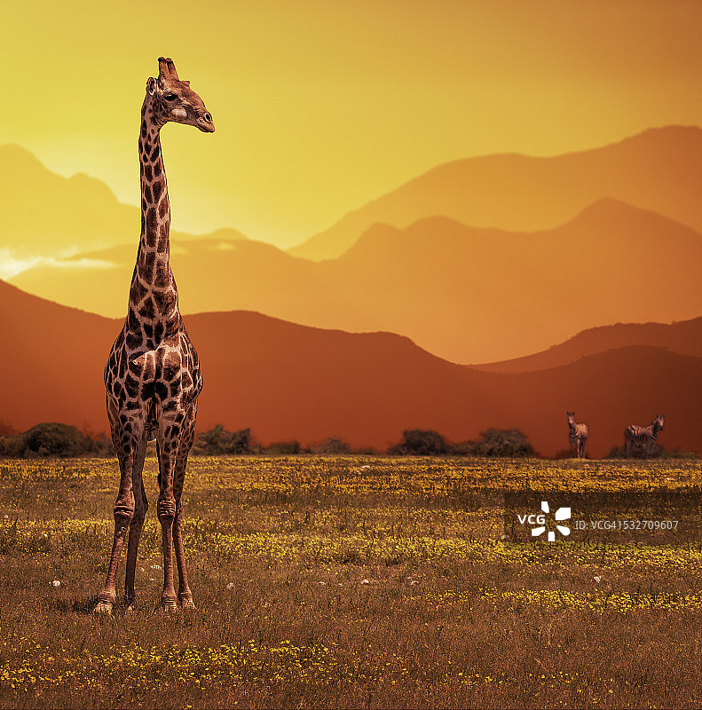 日落时分的长颈鹿，纳米比亚，非洲图片素材