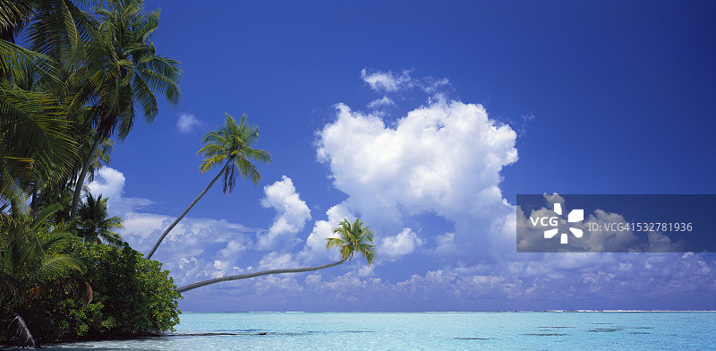 棕榈树在海上盘旋图片素材